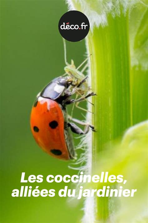 Coccinelles, alliées du jardinier