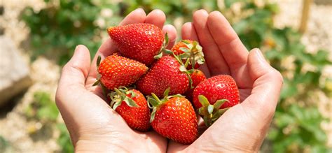 Les étapes de la cueillette de fraises