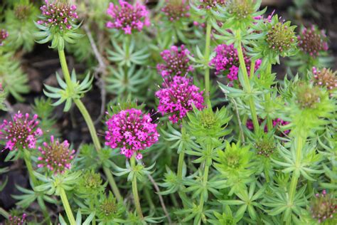 Illustration de Phuopsis stylosa 'Red Ping Pong' avec ses fleurs en forme de balles de ping-pong