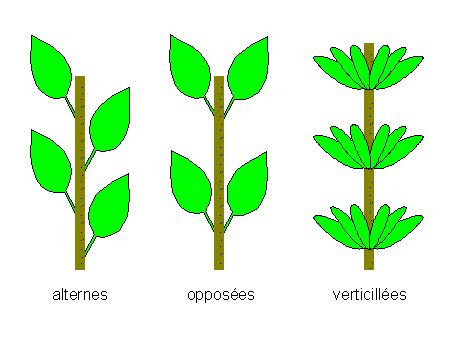 Schéma des feuilles organisées en verticilles sur une tige de Crucianella