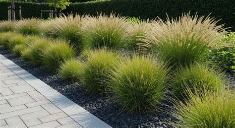 Exemple de composition de Crucianella avec des graminées et des plantes à feuillage large