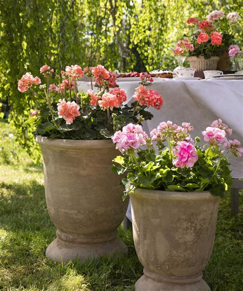 Géraniums fraîchement plantés dans des jardinières