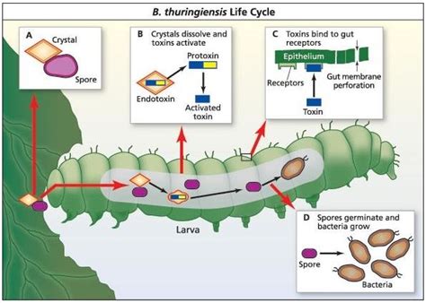 Représentation schématique du cycle de vie de Bacillus thuringiensis