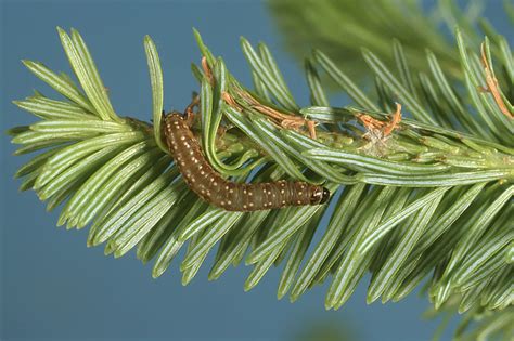 Tordeuse des bourgeons de l'épinette