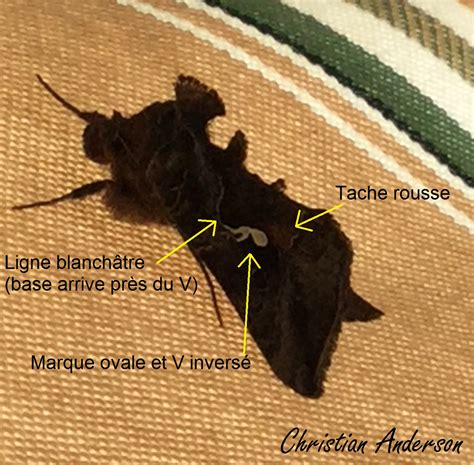 Arpenteuse du chou