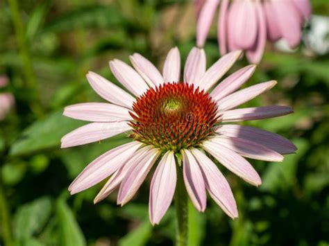 Echinacea purpurea flower close-up