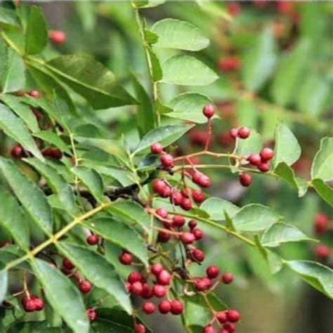 Un poivrier du Sichuan avec ses grappes de baies rouges matures