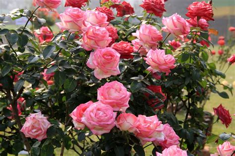 rosier en fleur fin d'été