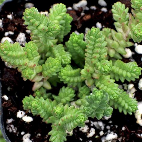 Sedum moranense en fleurs