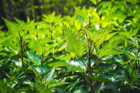 Image d'orties poussant dans un jardin