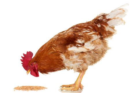 Poule picorant des orties préparées