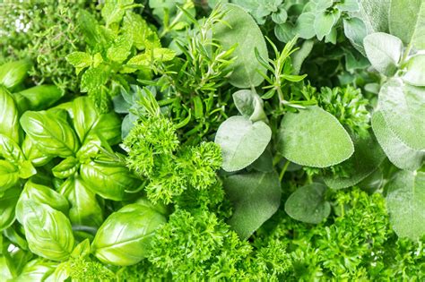 Variétés d'herbes aromatiques