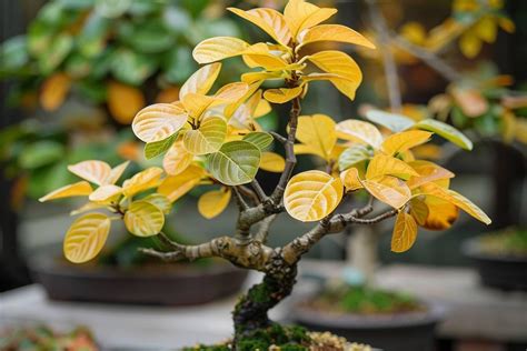 Bonsaï avec feuilles jaunes et vertes