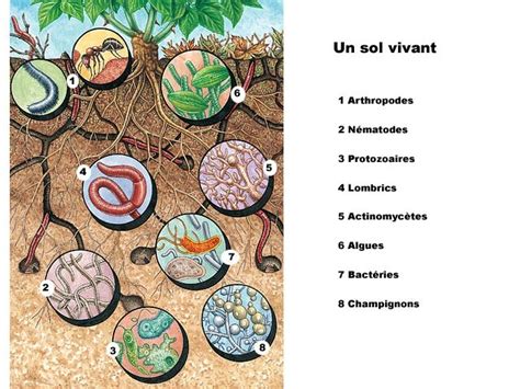 Schéma du cycle de vie du BRF dans le sol et la pédofaune
