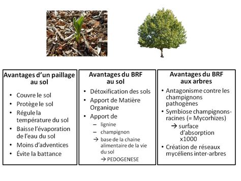 Conseils d'application du BRF autour des arbres et arbustes