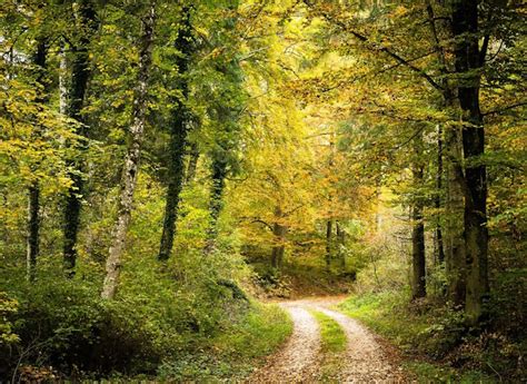 Forêt de chênes en France, gérée durablement