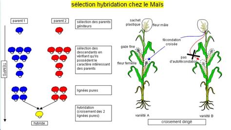 Schéma du processus d'hybridation végétale