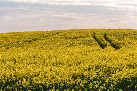 Champ de colza au début de la croissance