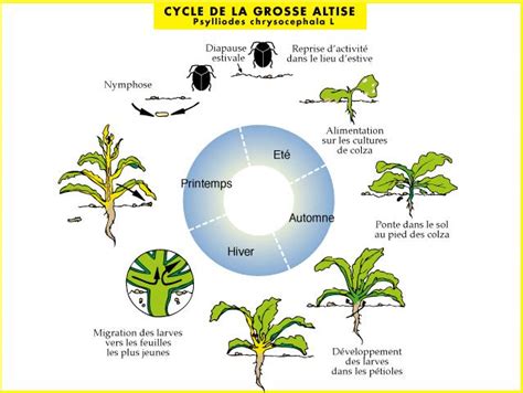 Schéma du cycle de vie d'un ravageur du colza