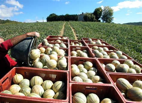 Champ de melons en Charente-Maritime