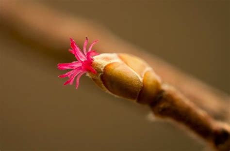 Chatons de noisetier sur une branche en hiver