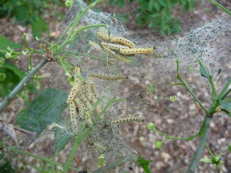 Chenilles hyponomeutes sur pommier