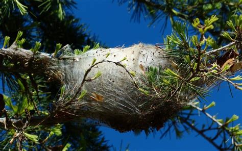 Nids de chenilles processionnaires sur un arbre