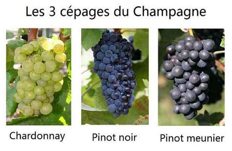 Comparaison entre les cépages Chardonnay, Pinot Noir et Pinot Meunier