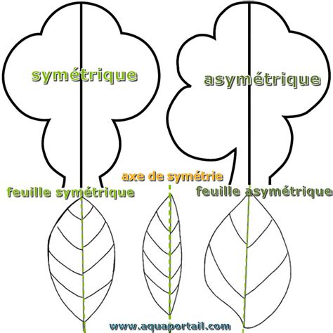 Exemples de disposition symétrique et asymétrique