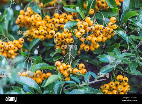 Pyracantha avec baies colorées