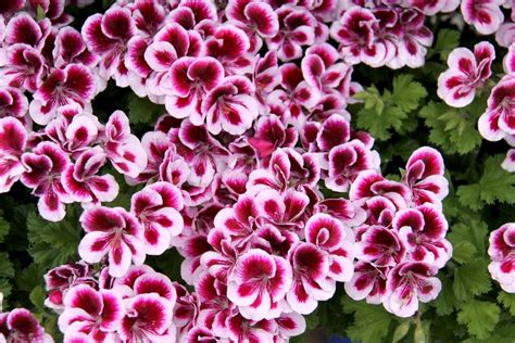 Variétés de Géraniums et Pelargoniums