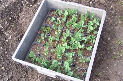 Semis de pois mangetout