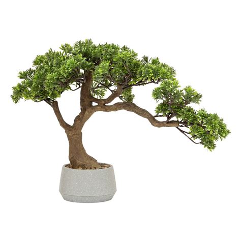 Bonsaï vendu en supermarché