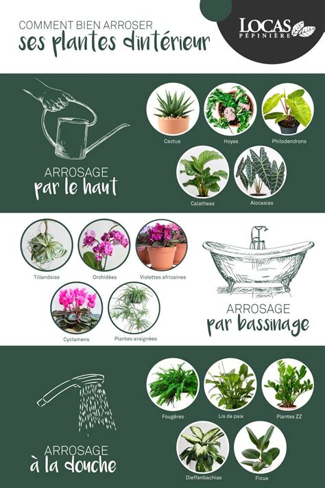 infographie sur l'arrosage des plantes tropicales