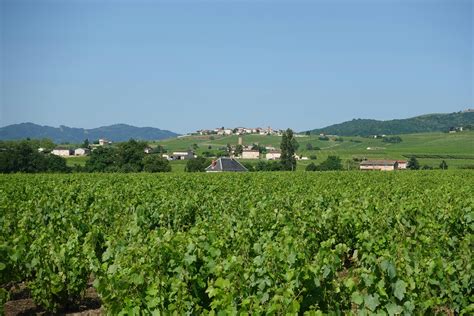 Vignoble avec couvre-sol