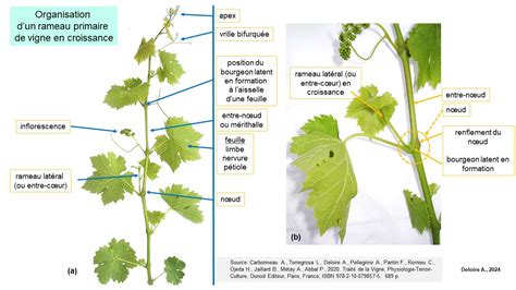 Schéma de la concurrence entre vigne et enherbement