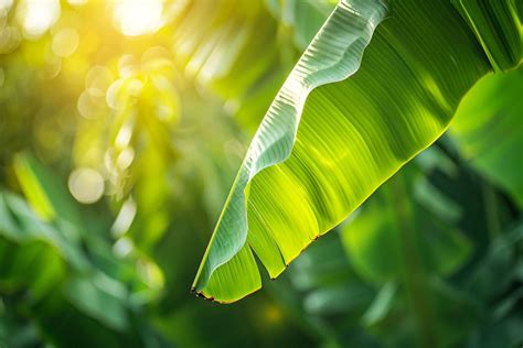 Feuilles de bananier