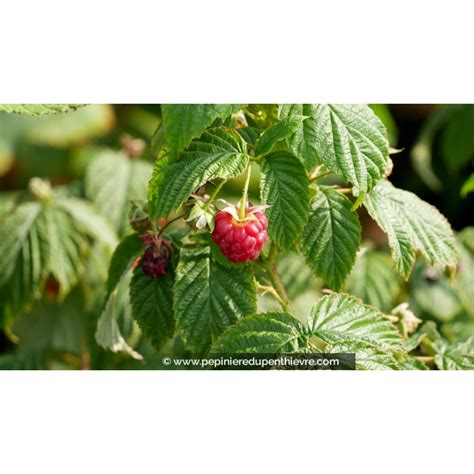 Planter et décrire les caractéristiques botaniques du Rubus idaeus