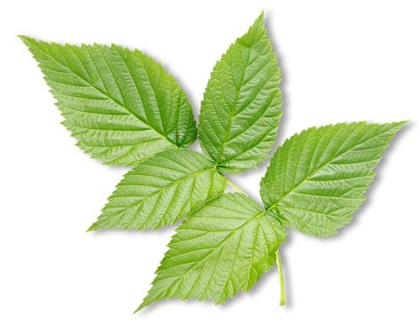 Différentes formes de préparation des feuilles et fruits de framboisier (infusion, poudre, macérât)