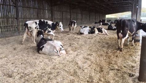 Vaches laitières sur litière de miscanthus