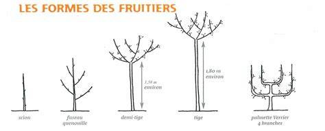 Diagramme comparatif des différentes formes de cognassiers (scion, fuseau, demi-tige)