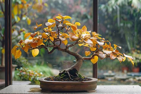 Bonsaï aux feuilles jaunes