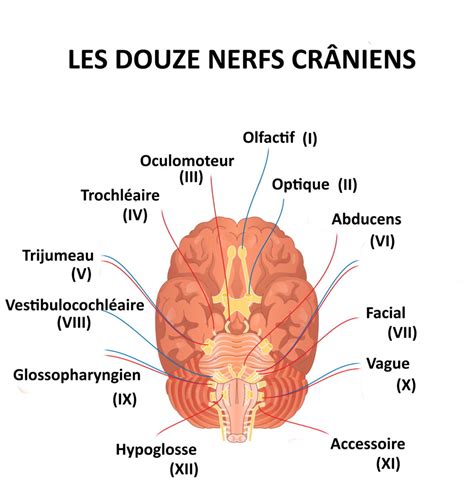 Schéma des 12 paires de nerfs crâniens et de leur trajet