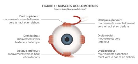 Anatomie des muscles extra-oculaires et de leur innervation