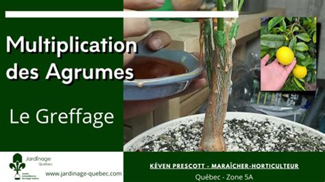 Infographie sur le greffage des agrumes