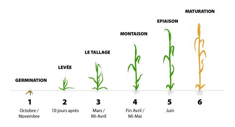 Graphique montrant la croissance moyenne du blé en fonction des phases lunaires