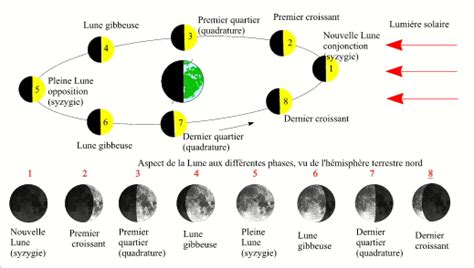 Infographie expliquant les différents rythmes lunaires et leur influence