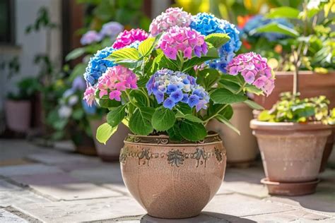 Hortensia bleu en pot près d'une fenêtre