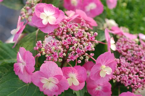Différents types de fleurs d'hortensia (boule, plate, panicule)