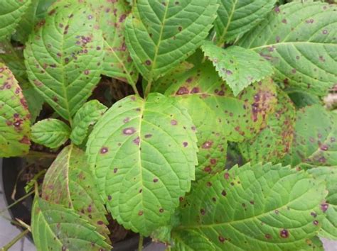 Feuilles d'hortensia avec taches brunes ou moisissures